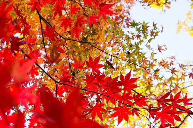 Japanreise: Herbst in Japan