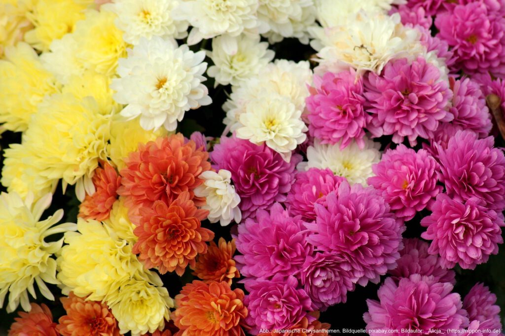 Japanische Chrysanthemen in vier Farbvariationen