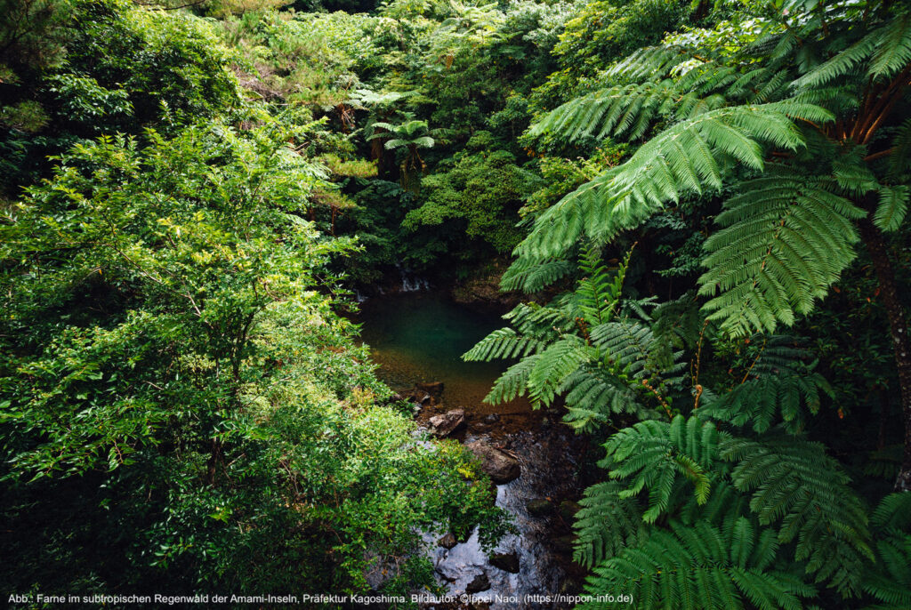 Farne im subtropischen Regenwald der Amami-Inseln, Präfektur Kagoshima