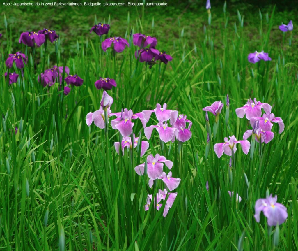 Japanische Iris in zwei Farbvarianten