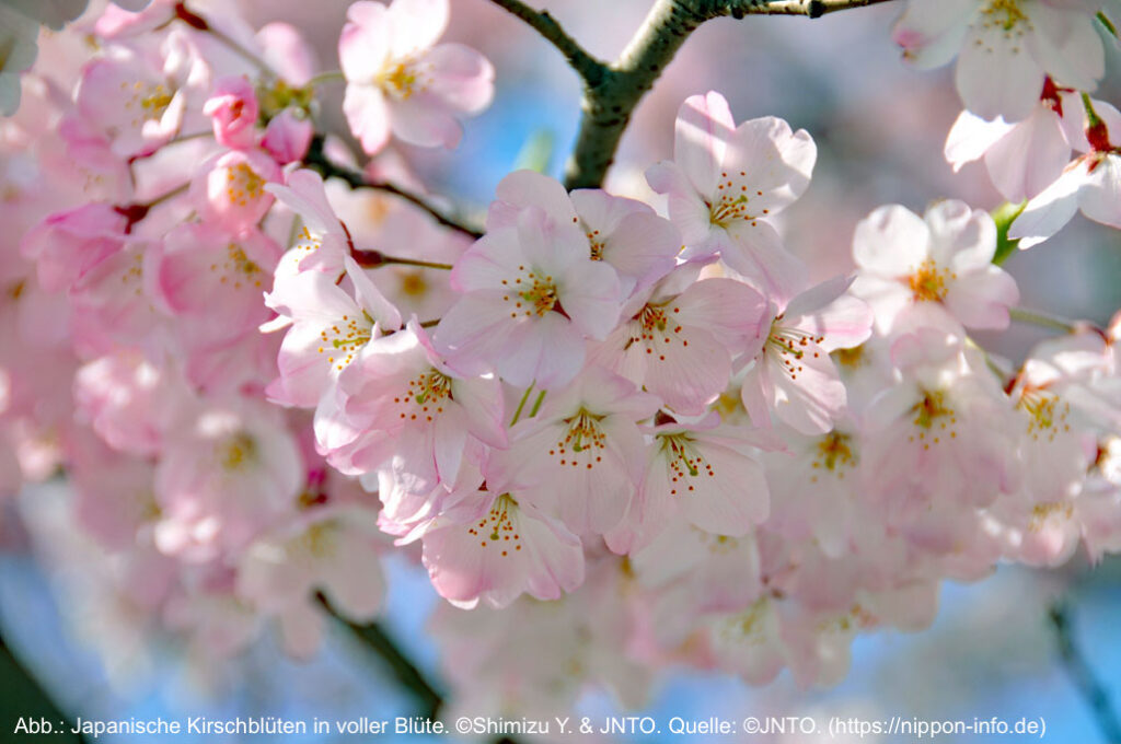 Japanische Kirschblüten in voller Blüte