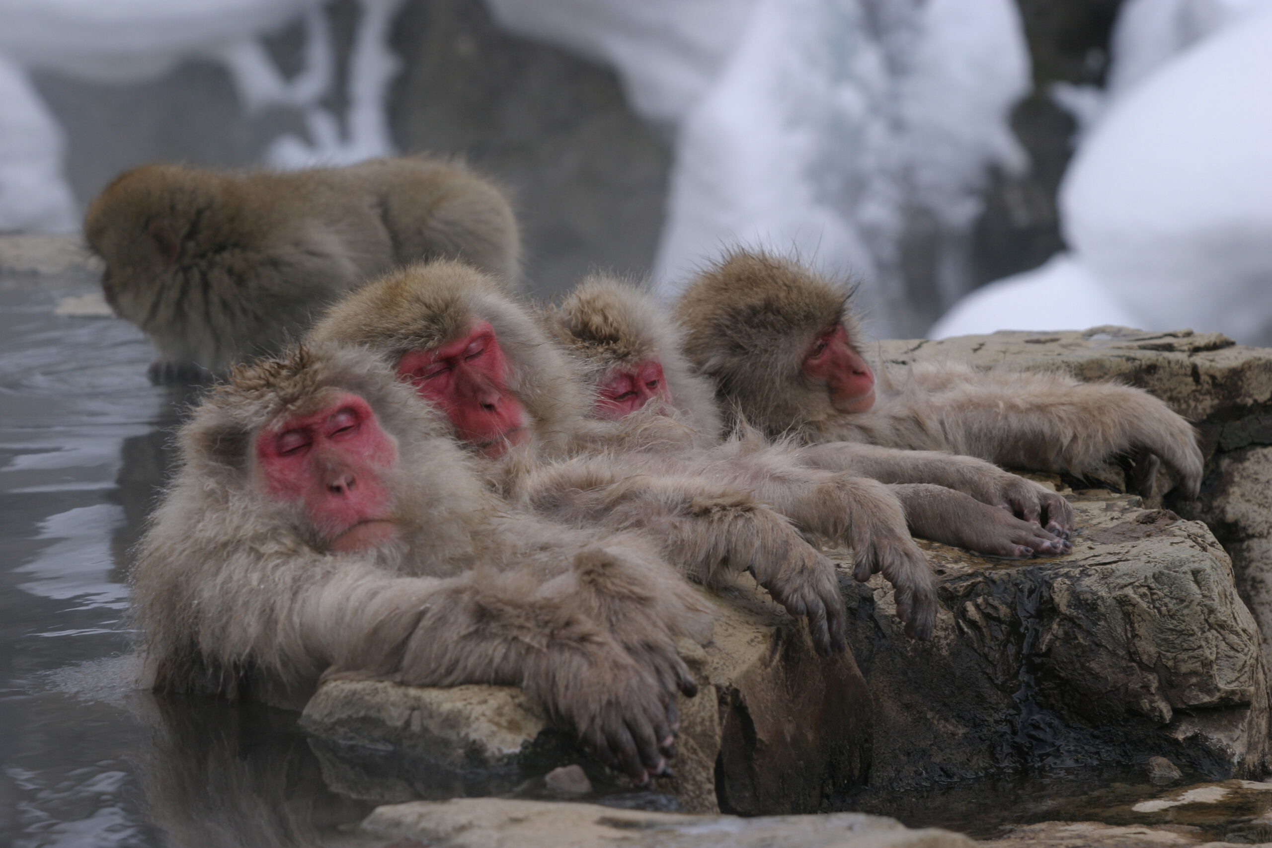 Eine Gruppe von Makaken in einer Thermalquelle