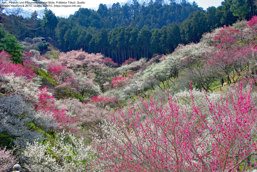 Japanische Pflaumen- und Pfirsichbäume in Blüte