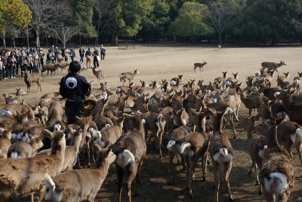 Menschlicher Einfluss: Öffentliche Fütterung von sika-Hirsche in Nara