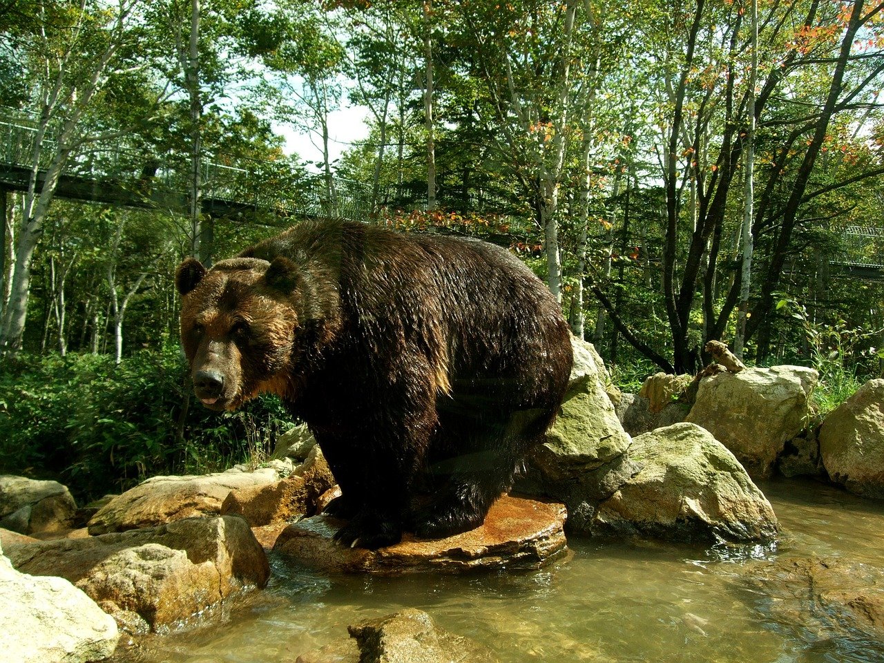 Abbildung eines japanischen Braunbären