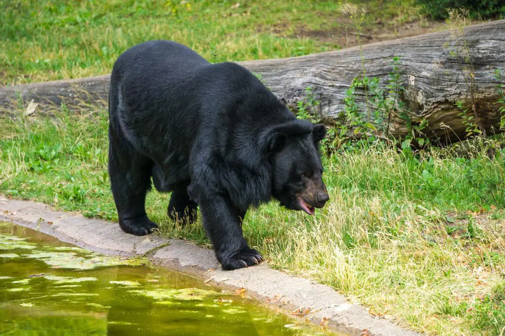 Abbildung eines japanischen Schwarzbären