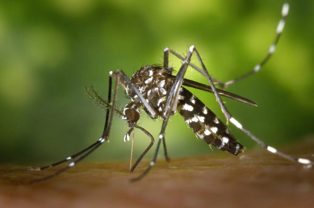 Gesundheit und Hygiene in Japan – die Tigermücke als Überträger des Dengue-Virus