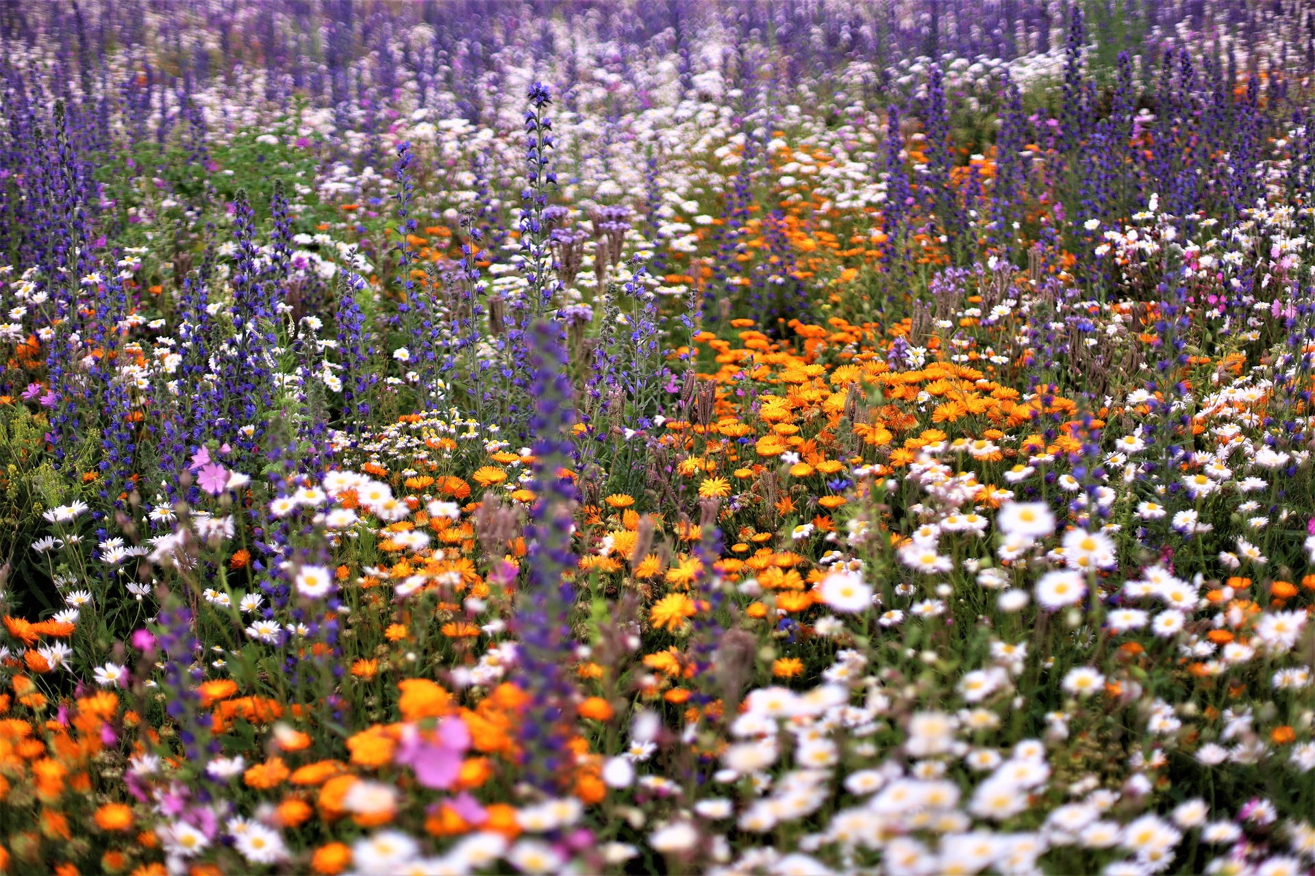 Flora und Fauna Japans Landeskunde NipponInfo