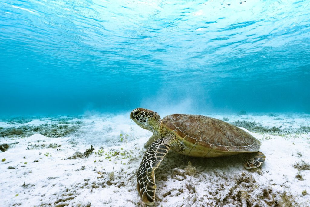 Amphibie des Meeres – grüne Meeresschildkröte