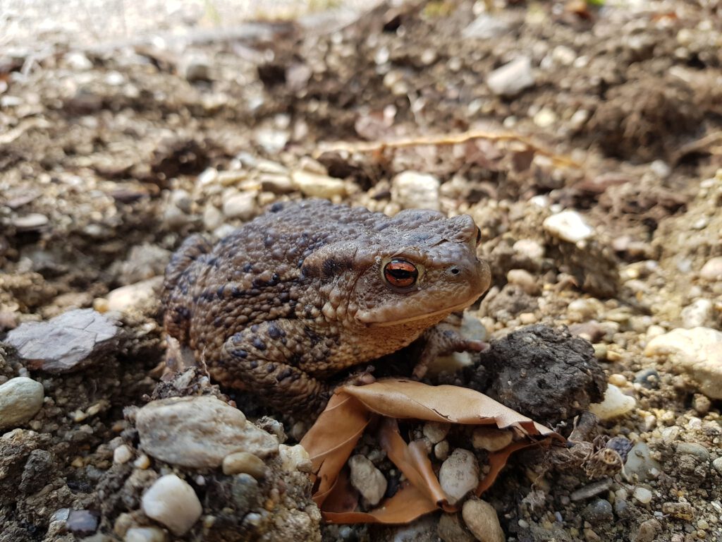 Amphibien in Japan – die Erdkröte
