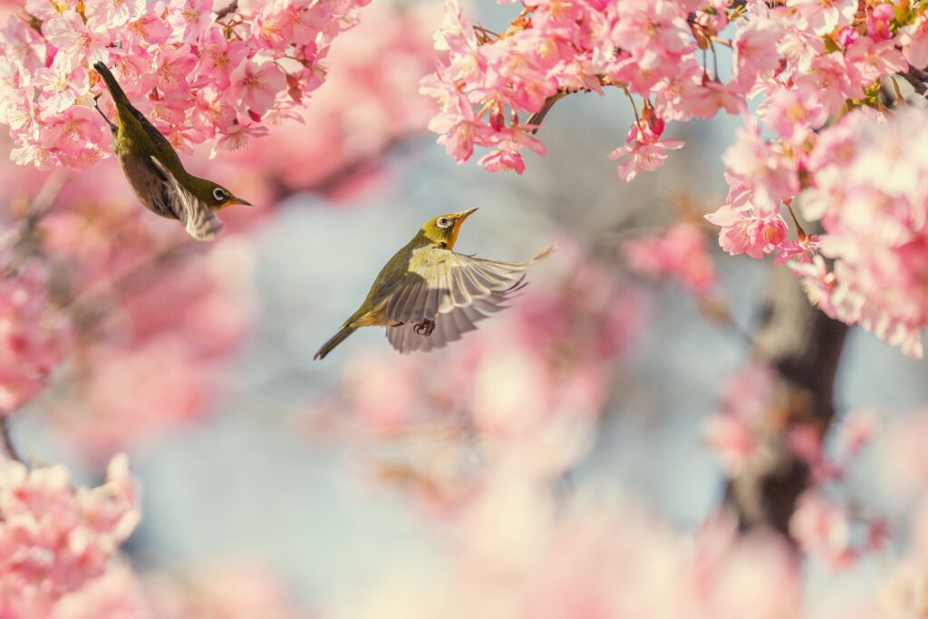 Japan Reise – Japanische Kirschblüte und Vögel