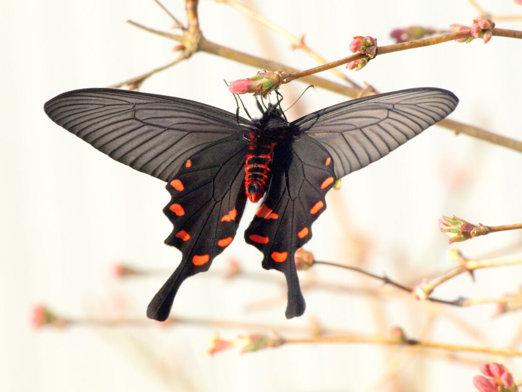 Japanischer Schwalbenschwanz (Schmetterling)