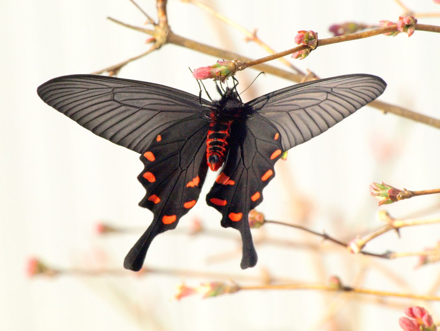 Fauna Japans Natur Japans Landeskunde Japans NipponInfo